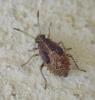 Rhopalus sp.